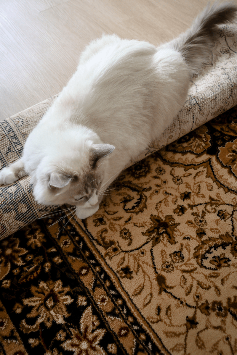 Tapis Royal Sultan | Al Safa | Série Royal Persian