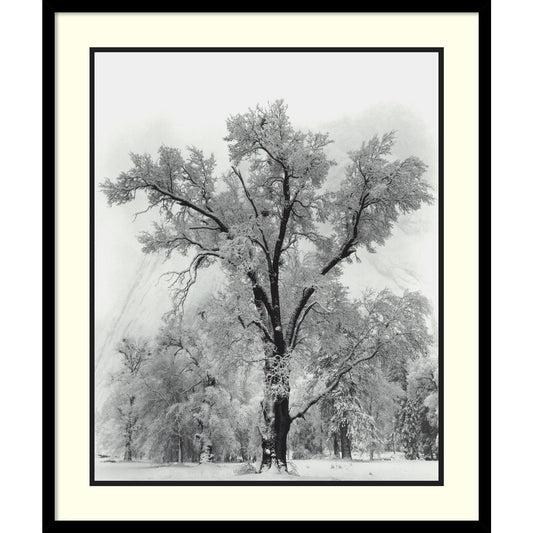 Impression encadrée « Chêne, tempête de neige, parc national de Yosemite - 1948 » par Ansel Adams, 68,5 x 81,3 cm