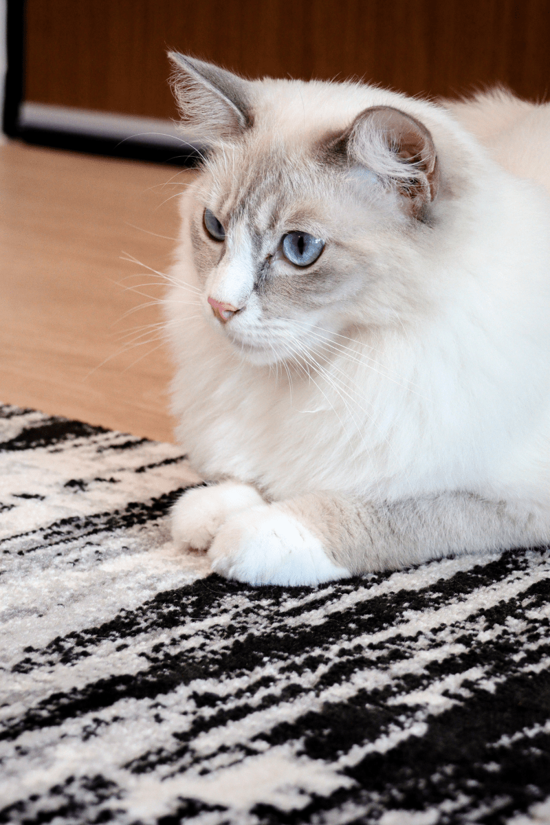 Tapis de luxe tissé noir | Série Carlton Modern