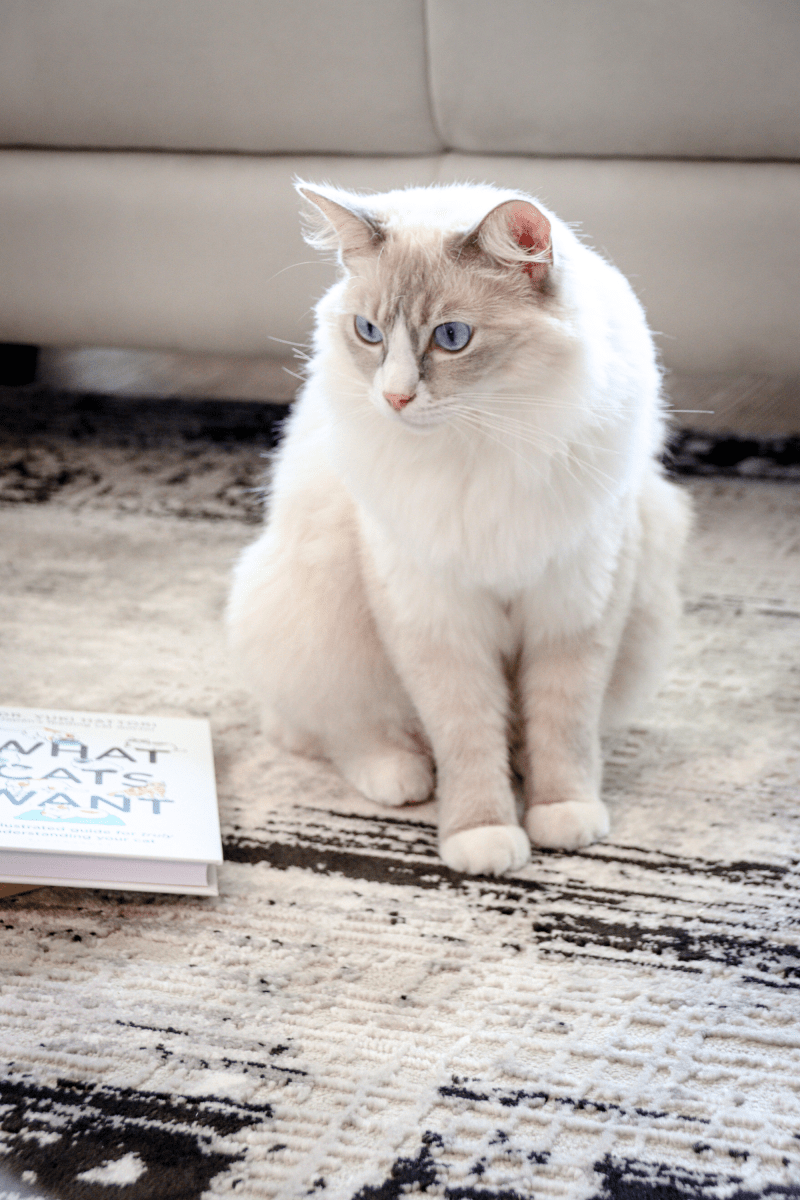 Tapis de luxe tissé noir | Série Carlton Modern