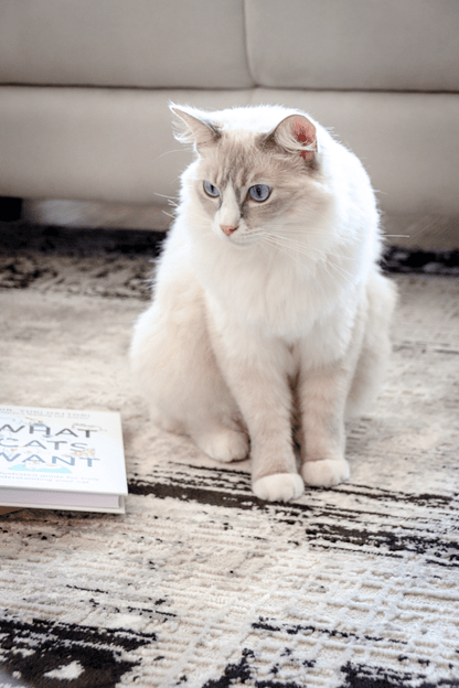 Tapis de luxe tissé noir | Série Carlton Modern