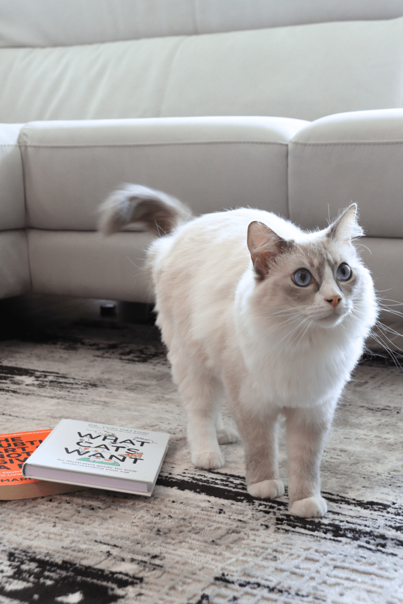 Tapis de luxe tissé noir | Série Carlton Modern