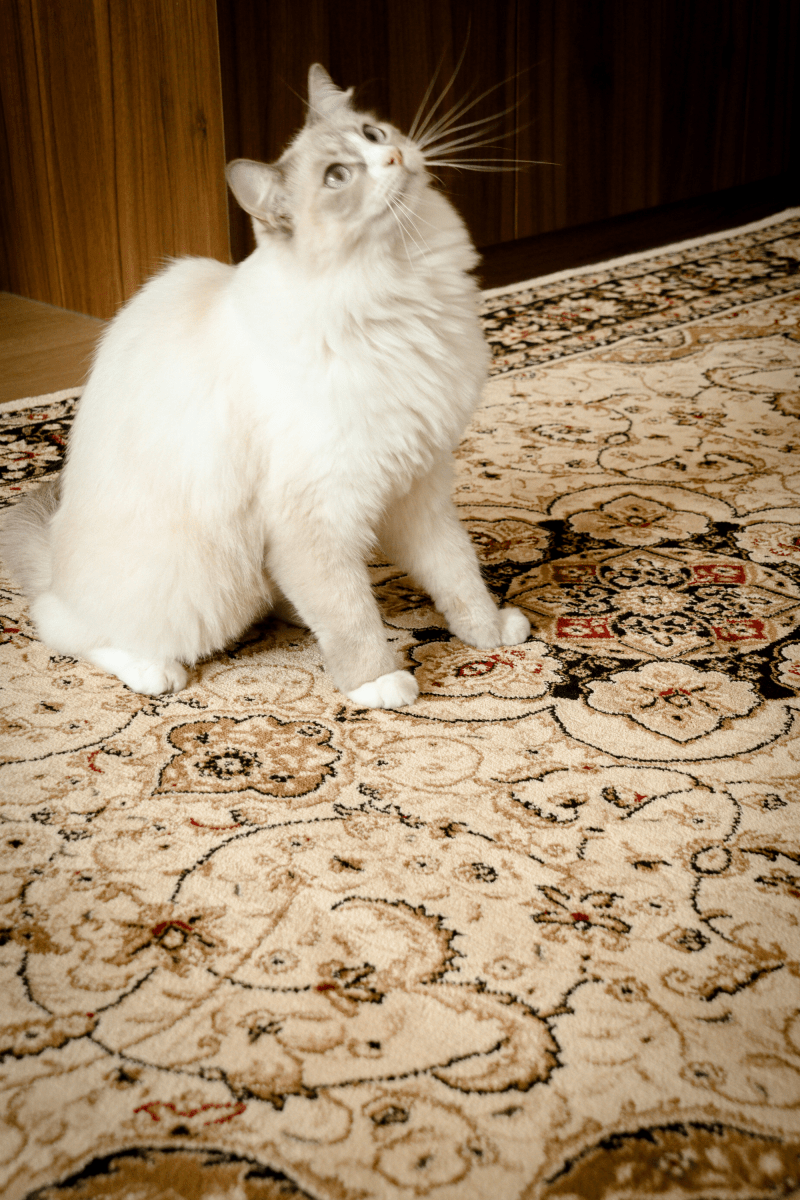 Tapis Royal Sultan | Al Safa | Série Royal Persian