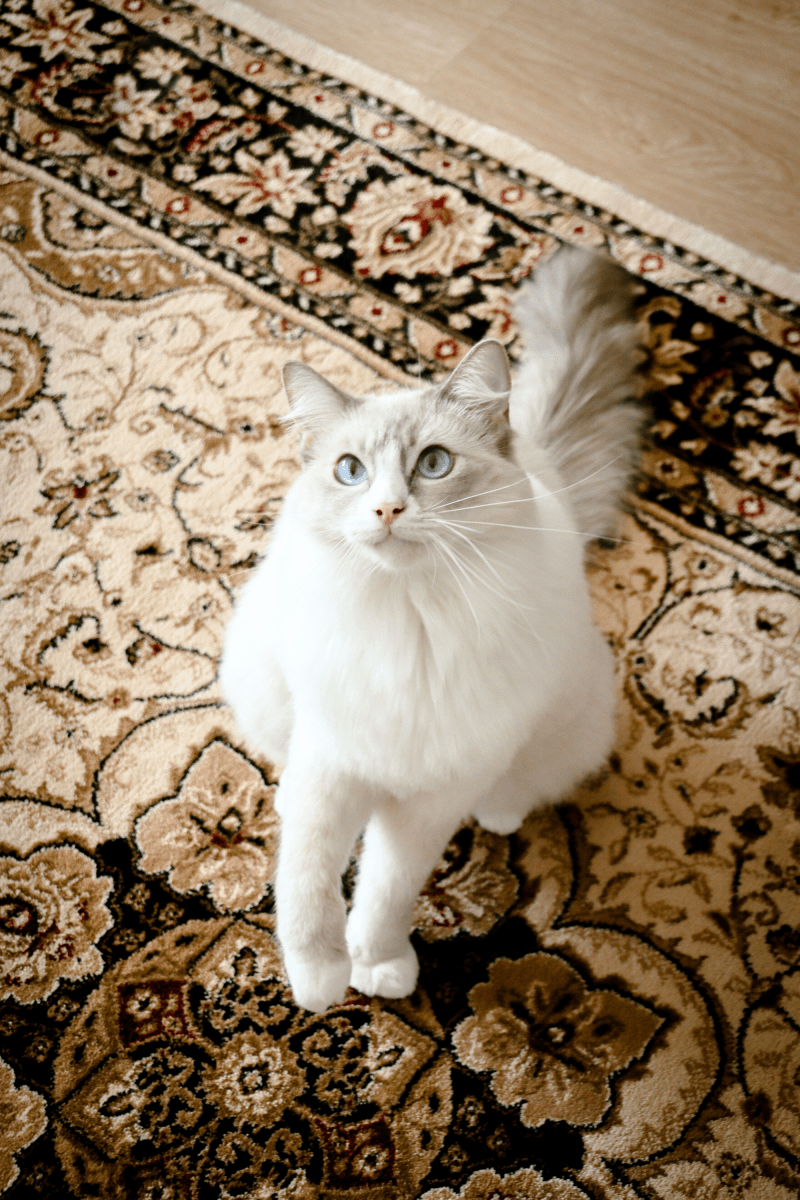 Tapis Royal Sultan | Al Safa | Série Royal Persian