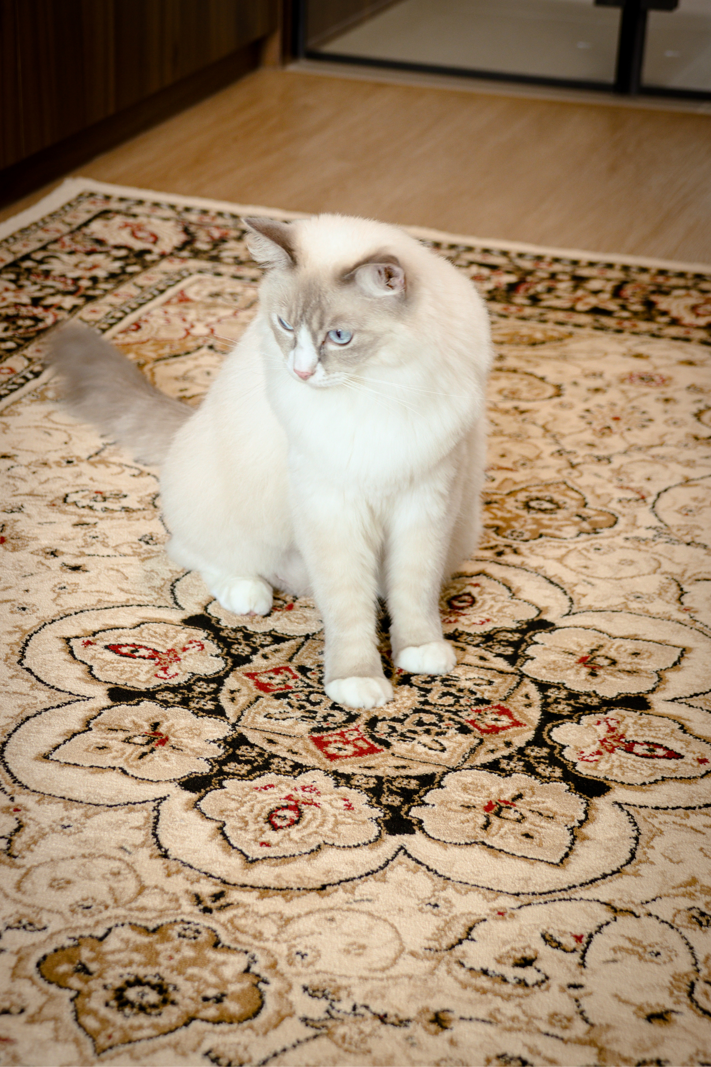 Tapis Royal Sultan | Al Safa | Série Royal Persian