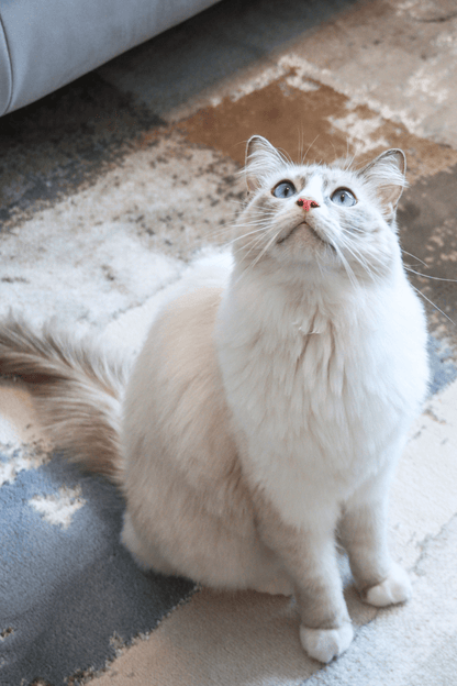 Tapis de luxe en toile intemporelle | Série Carlton Modern