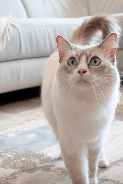 Tapis de luxe en toile intemporelle | Série Carlton Modern